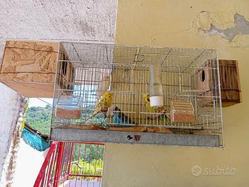 Cocorite Animali Esotici Pappagalli Uccelli Volati
