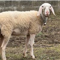 Pecora incrocio con bergamasca