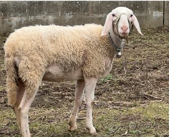 Pecora incrocio con bergamasca