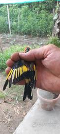 Cardellino giallo