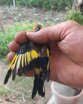 Cardellino giallo