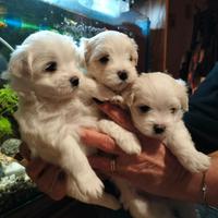 Cuccioli di cane Maltese
