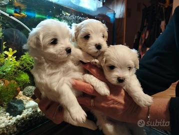 Cuccioli di cane Maltese