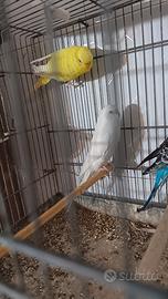 Cocoriti