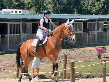 Cavallo, monta inglese