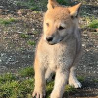 Cuccioli cane lupo
