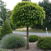 semi albero dei sigari