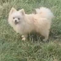 Spitz