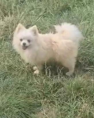 Spitz