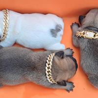 Cucciolotte bulldog francese