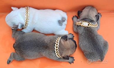Cucciolotte bulldog francese