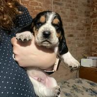 Basetthound cuccioli maschi e femmine