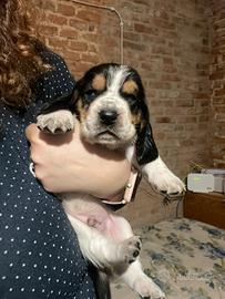 Basetthound cuccioli maschi e femmine