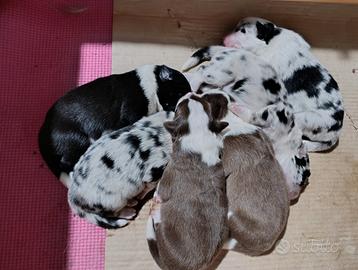 Cuccioli Border Collie con pedigree