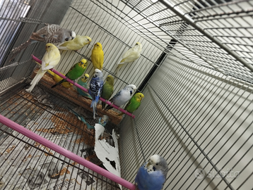 Pappagallini cocorite