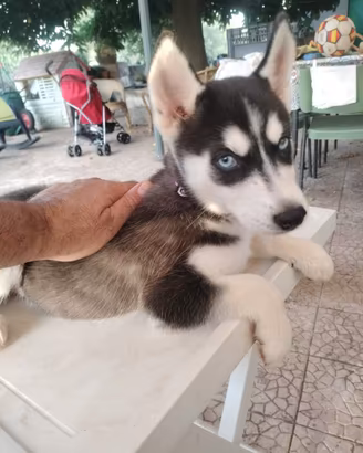 S. Husky Splendidi cuccioli