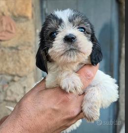 Disponibili cuccioli e cuccioloni di Petite Basset
