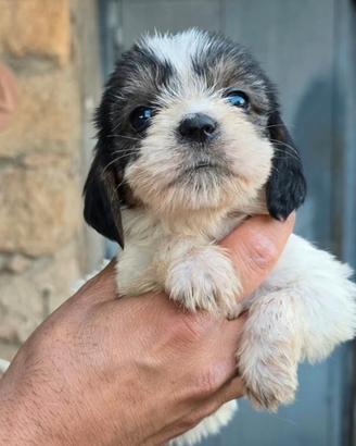 Disponibili cuccioli e cuccioloni di Petite Basset