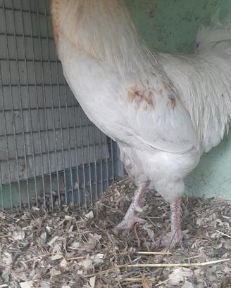 Gallo