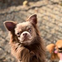 Chihuahua pelo lungo per monta