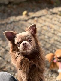 Chihuahua pelo lungo per monta