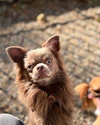 Chihuahua pelo lungo per monta