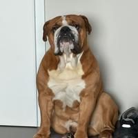 Bulldog inglese