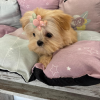 Maltipoo miny coreano