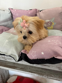 Maltipoo miny coreano