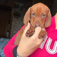 Cuccioli di bassotto a pelo corto nano