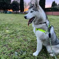 Siberian husky