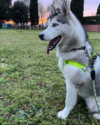 Siberian husky