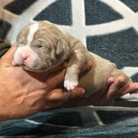 Cuccioli american bully XL