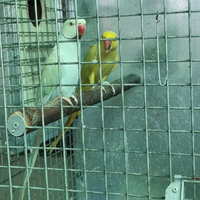 Parroccheti dal collare