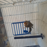 Canarino incardellato