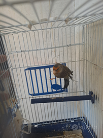 Canarino incardellato