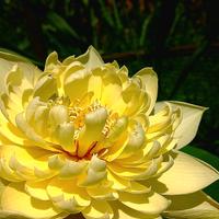 fior di loto autumn in mooling 