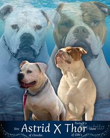 Cuccioli di bulldog americano