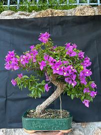 Bonsai Bouganvillea