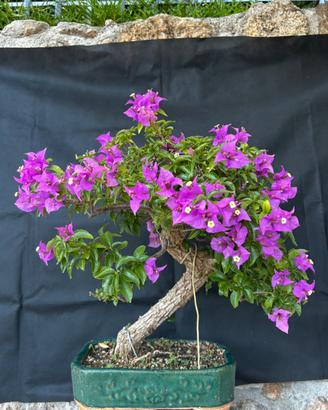 Bonsai Bouganvillea