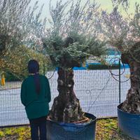 olivi da giardino - 490 euro 