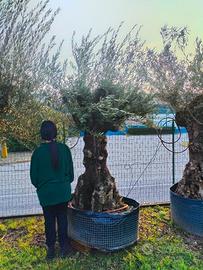 olivi da giardino - 490 euro 