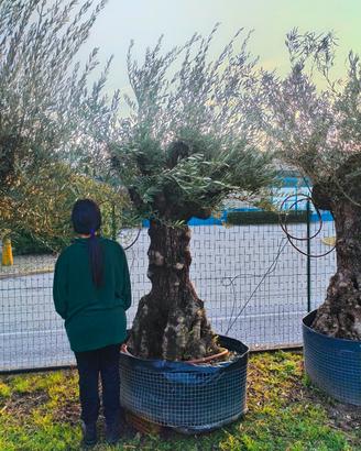 olivi da giardino - 490 euro 