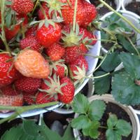 Piantina Fragola Fragole perenni piante casa BIO