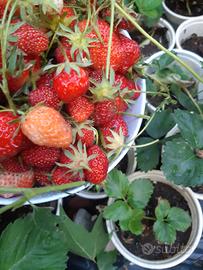 Piantina Fragola Fragole perenni piante casa BIO