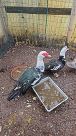 Coppia anatre mute giovani