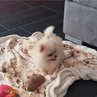 Pomerania con pedigree