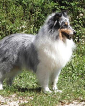 Pastore dello shetland piccolo lassie in miniatura