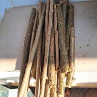 rametti rami nocciolo per roditori fai da te nani