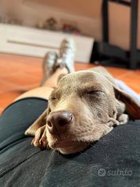 Cucciolo Weimaraner